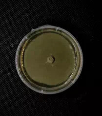 Strain 050